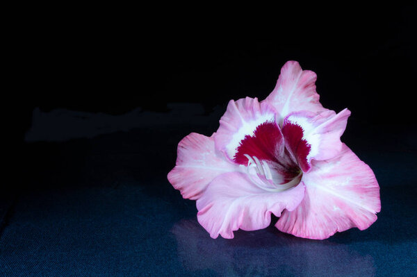 The Beautiful flower Gladiolus rests upon table with reflection. The Gentile flower on black background.