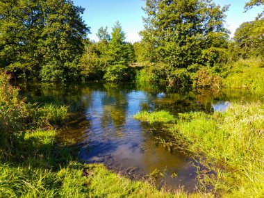 Bir yıl içinde, arka plandaki ahşap derede mavi gökyüzü. Yeşil bitki ve ağaçla doğal arkaplan
