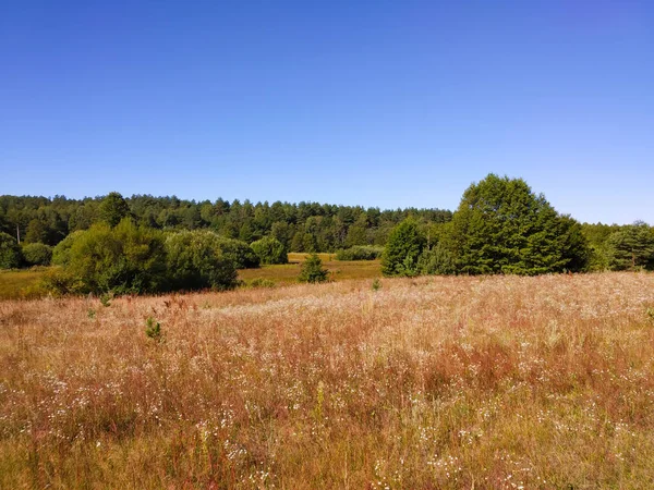 Krajobraz Piękną Podłogą Zielonym Drewnem Tle Błękitnego Nieba Dzień Słoneczny — Zdjęcie stockowe