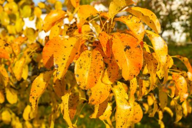 Sonbaharda armut ağacı, sonbahar yaprakları kırmızı ve sarı yakın. Güneş günündeki güzel doğal arka plan