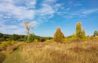 Arka planda mavi gökyüzü olan Sonbahar manzarası. Sonbaharda güneş ışığında doğada güzellik