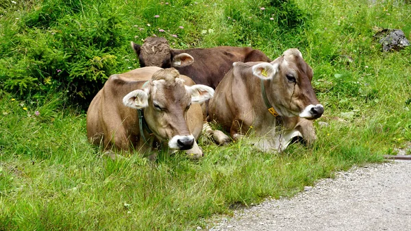 Braune Kühe Liegen Wegesrand — Stockfoto
