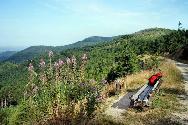 休息在长途徒步旅行小径 Westweg 在德国黑森林 俯瞰森林 丘陵和山谷 免版税图库图片