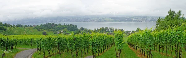 Wine Growing Lake Zurich Landscape Switzerland Vineyards Background Lake Zurich — Stock Photo, Image