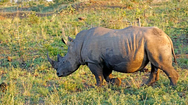 Rinoceronte Com Pica Nozes Vermelho Entre Orelhas Parque Nacional Kruger — Fotografia de Stock