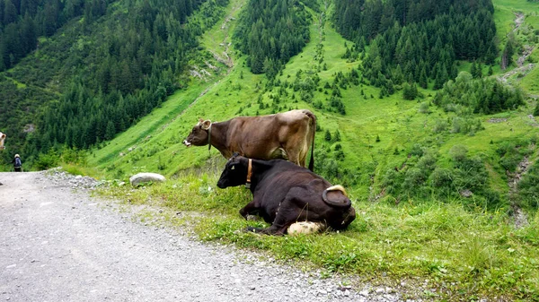 阿尔卑斯山的一头棕色和一头黑色的牛 — 图库照片