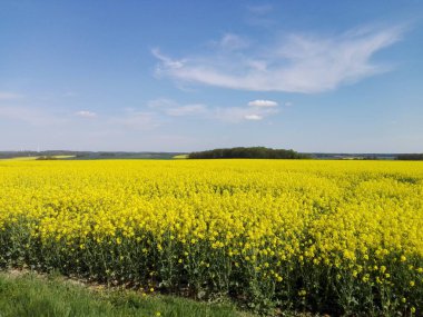 kolza tohumu alan ön planda ve arka planda Erzgebirge ormanlık tepeye