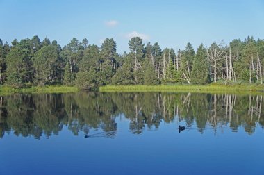 Almanya, Kara Orman Orman ağaçları yansıyan su, mavi gökyüzü, sabah ruh çevrili Gölü,