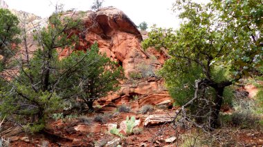 Amerika Birleşik Devletleri'nde Utah Zion Milli Parkı'nda kırmızı kayalar üzerinde kaktüsler büyümek, ama aynı zamanda sulu yemyeşil ağaçlar