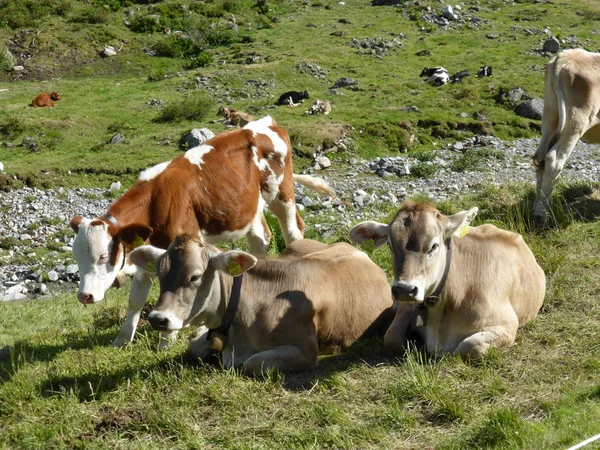 Nahaufnahme Von Drei Jungrindern Die Kühe Liegen Und Stehen Neben — Stockfoto