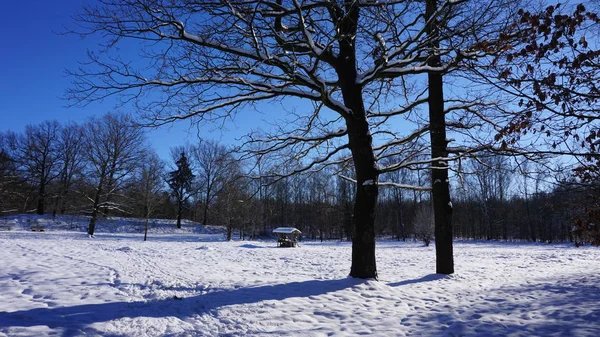 Insektenhotel Auf Einer Großen Verschneiten Wiese Kahle Bäume Blauer Himmel — Stockfoto