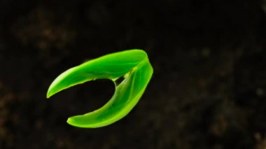 Siyah arka plan makro, ıslak yeşil filiz