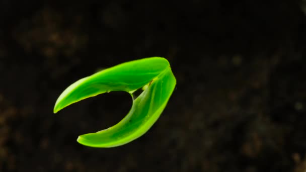 El brote verde húmedo en el fondo negro macro — Vídeo de stock