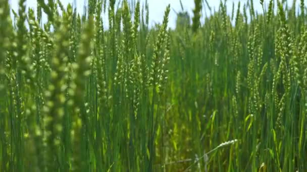 Agricultural field with green fresh wheat harvest — Stock Video