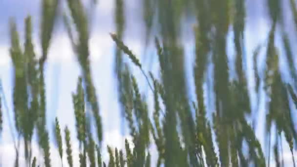 Зелёные стебли пшеницы, качающиеся на ветре — стоковое видео