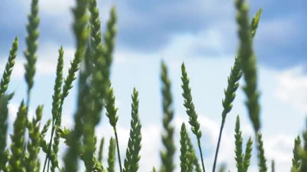 Scène naturelle tiges de blé vert sur les terres agricoles — Video