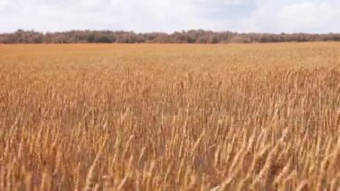Tarım alanı ve kahverengi orman Altın Sonbahar buğday