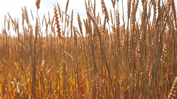 Γεωργικό τομέα με χρυσό ξηρό σιτάρι συγκομιδή — Αρχείο Βίντεο