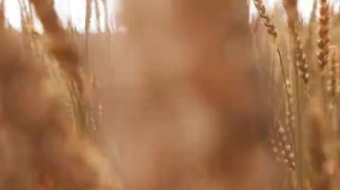 Sahne altın buğday doğa tarım arazileri üzerinde takip ediyor.