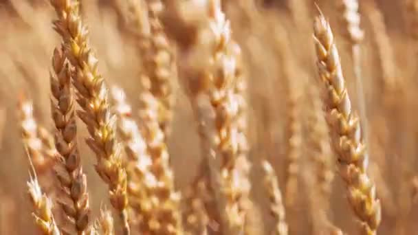 Natuur scène gouden tarwe stengels op de landbouwgrond — Stockvideo