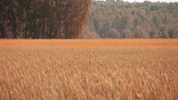 Gouden herfst tarwe landbouw veld en prachtig bos — Stockvideo