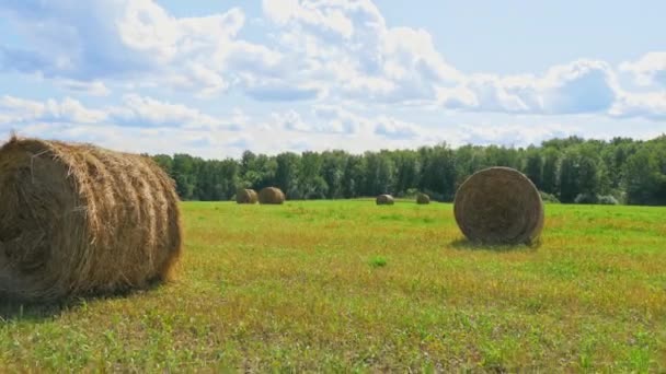 Сцена сбора урожая свернула стоги сена на зеленом поле — стоковое видео