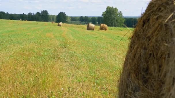 Летом круглые тюки соломы на зеленом поле — стоковое видео