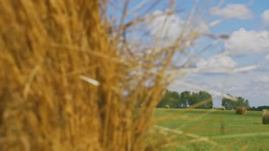 Yuvarlak balya saman yaz yeşil sahasının
