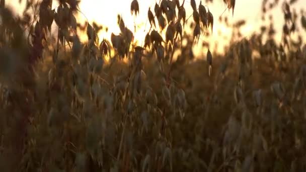 Feche a aveia dourada na luz do sol no campo do por do sol — Vídeo de Stock