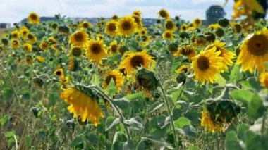 Ayçiçeği taze hasat alan rüzgarlı güneşli gün