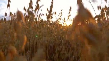 Altın yulaf sunlights gün batımı Field'da kapatın