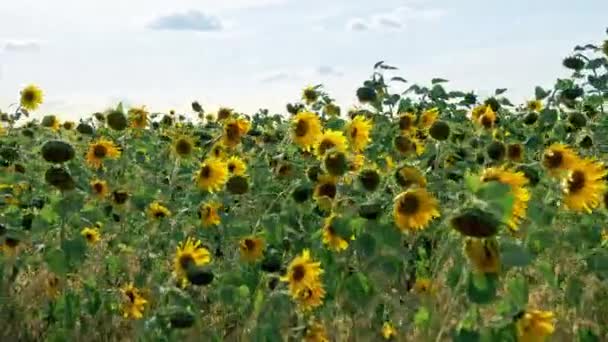 바람이 부는 화창한 날에 해바라기 신선한 수확 필드 — 비디오