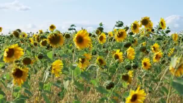 Campo con girasoli colorati ondeggianti sul vento — Video Stock