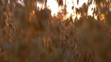 Altın yulaf sunlights gün batımı Field'da kapatın