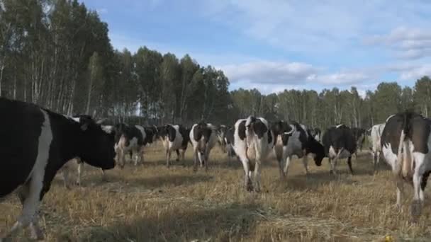 Αγελάδες γαλακτοπαραγωγής για βοσκή στο χωράφι και τρώει χόρτο — Αρχείο Βίντεο
