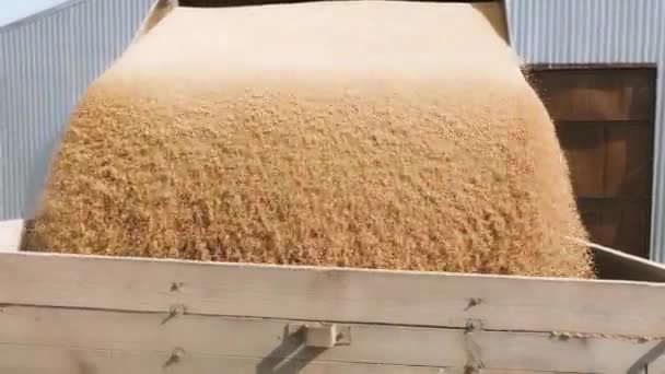 Raccolta di grani di granturco o di frumento — Video Stock