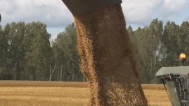 Boş hasat Mısır taneleri kamyonun içinde birleştirmek
