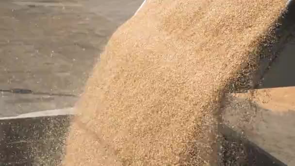 Transporte de grãos de milho colhidos para um caminhão — Vídeo de Stock