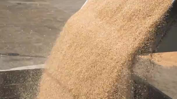 Harvested corn kernels transportation to a truck — Stock Video