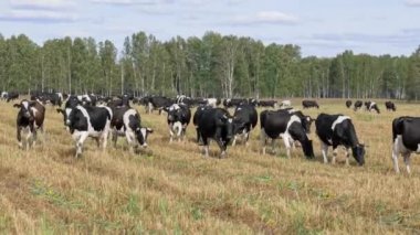 Sahada otlatma ve çim yeme süt inekleri