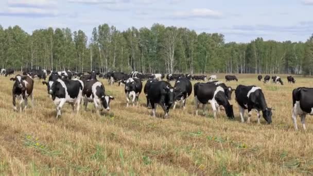 Dairy cows grazing on the field and eating grass — Stock Video
