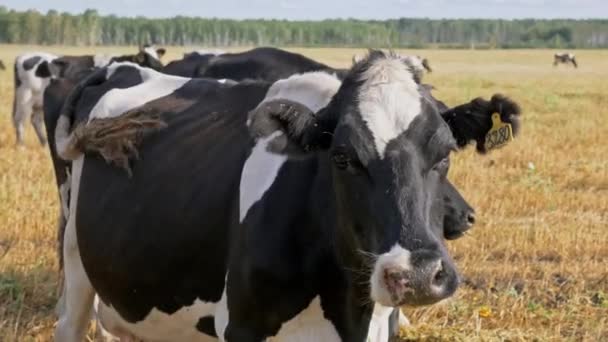 Close-up van koeien die grazen in de agrarische sector — Stockvideo
