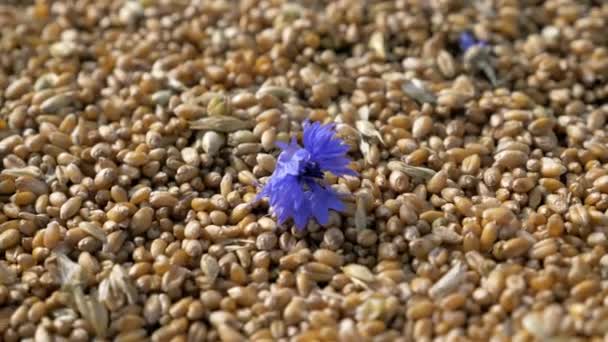 Fond de récolte d'automne avec grains de blé doré — Video