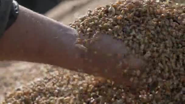 Un puñado de granos de cereales de la cosecha de granos de otoño — Vídeos de Stock