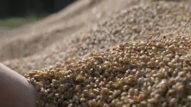 Cosecha agrícola de granos de cereales en manos de humanos — Vídeos de Stock