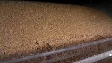 Harman ve depoya düşen mısır taneleri