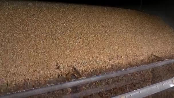 Corn granen dorsen en vallen naar het magazijn — Stockvideo