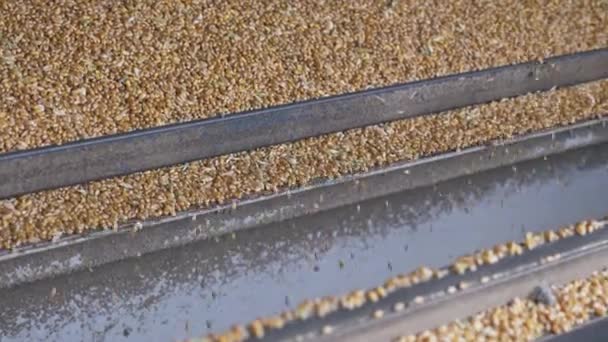 Procédé de récolte mécanique des grains de maïs — Video