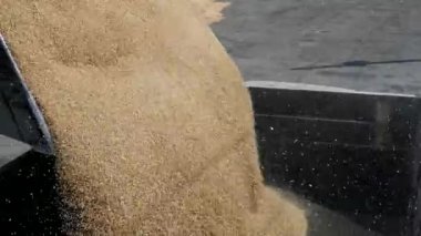 Endüstriyel çiftliğinde ulaşım sonbaharda hasat