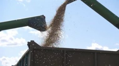 Boş hasat Mısır taneleri kamyonun içinde birleştirmek